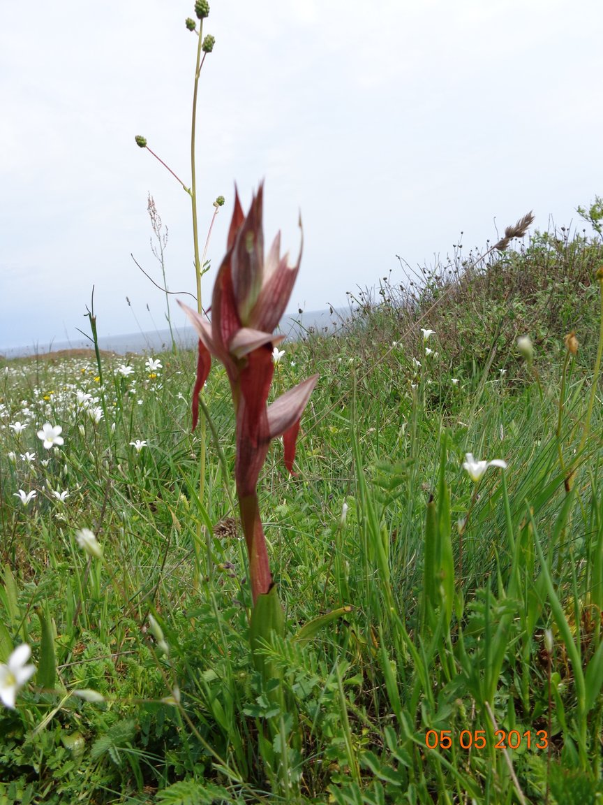 Eine botanische Meeresreise – Bulgarien